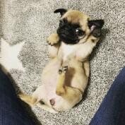 マスコット犬 くるみ